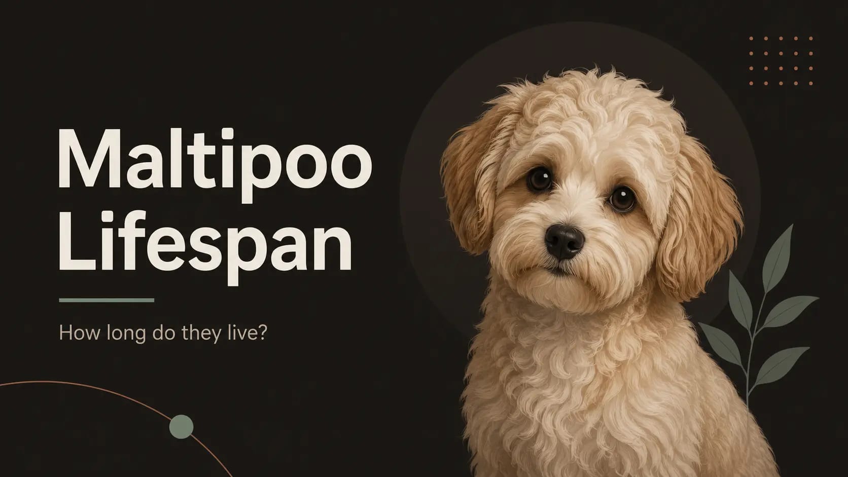 A Maltipoo, a Maltese and Poodle mix, sitting outdoors